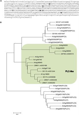 A Phospholipase C-Like Protein From Ricinus communis Increases Hydroxy Fatty Acids Accumulation in Transgenic Seeds of Camelina sativa